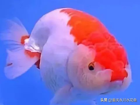 十大最好看的观赏鱼,观赏鱼100种形态