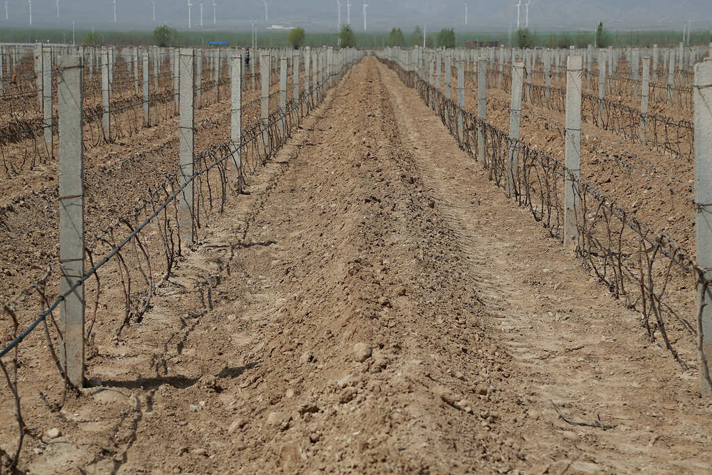 宁夏立兰酒庄价格,宁夏立兰酒庄创始人