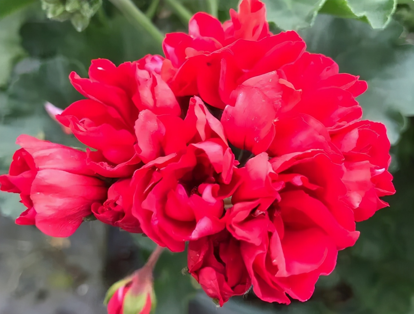 这种花别乱浇水水越多越不开花,这种花不怕冷好养易活