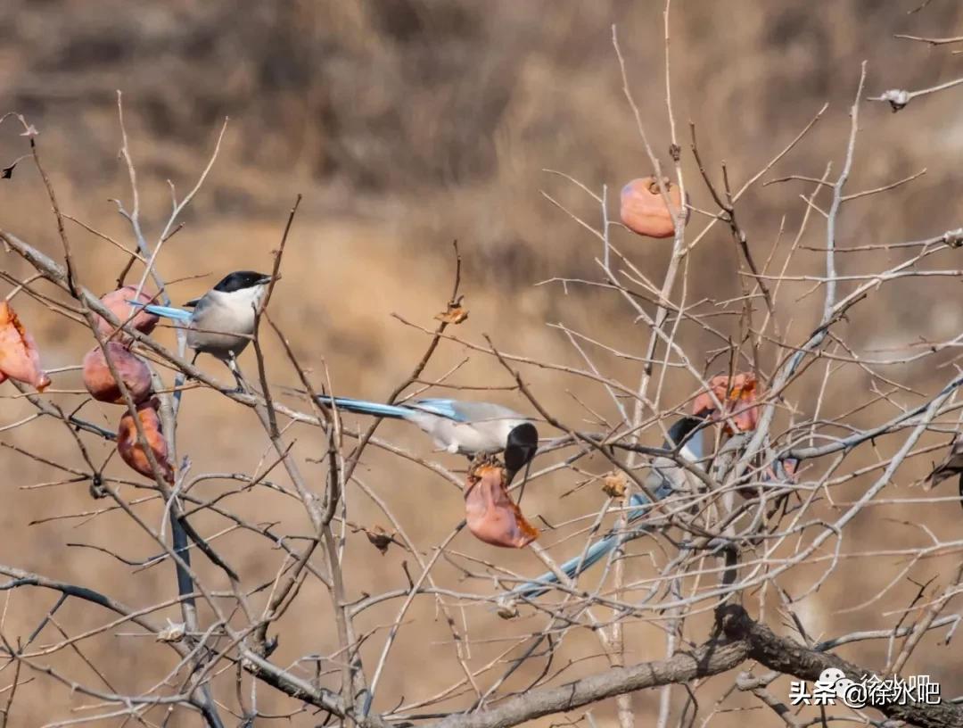 「徐水映像」换个角度看保定徐水,美