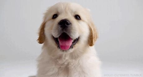 ilovedog是什么意思,ilovedog翻译