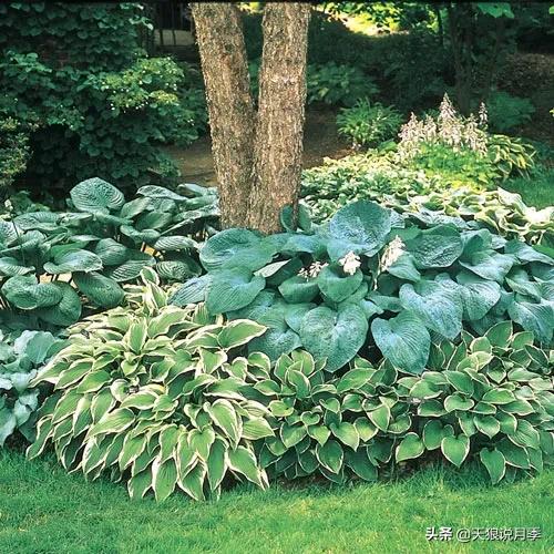 适合北阳台种的花园,采光差适合什么藤本月季