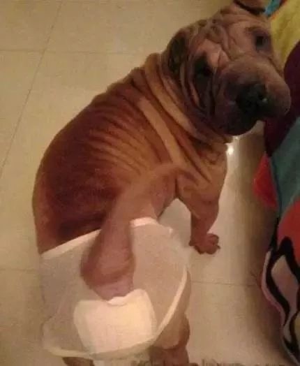 狗狗生理期突然来袭，铲屎官动手DIY，真是不给汪留一点情面