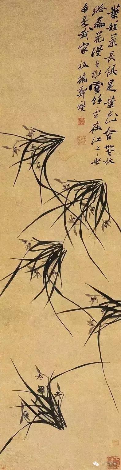 郑板桥画的是兰花还是兰草,郑板桥画的兰