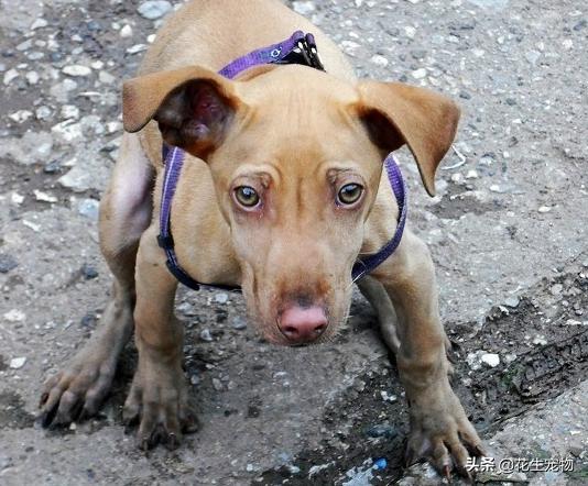 它是一条奇怪的“九尾”流浪狗，当人们看清楚之后，却直接泪目