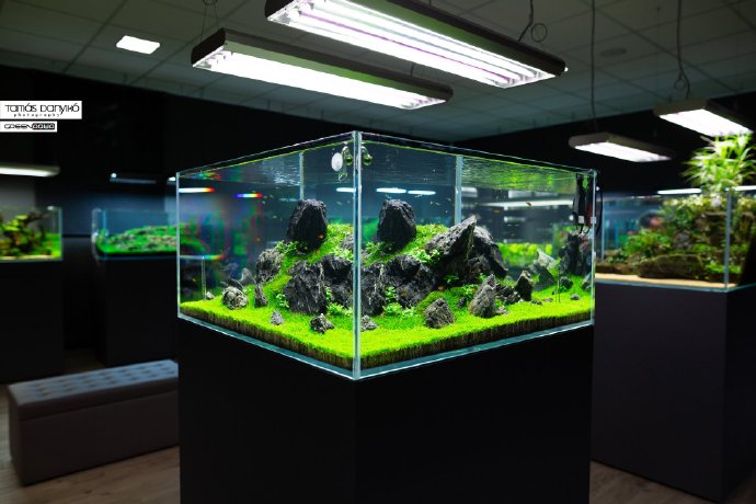 使用硝化细菌需注意的事项,什么时候加入硝化细菌比较好