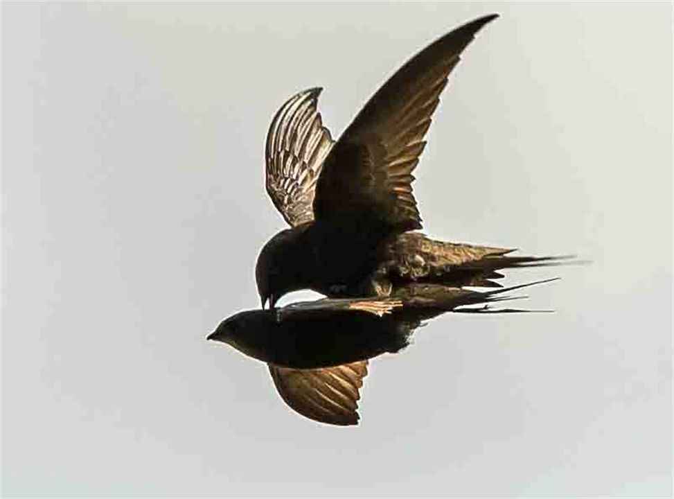 一生飞行的燕子,一生边飞边睡