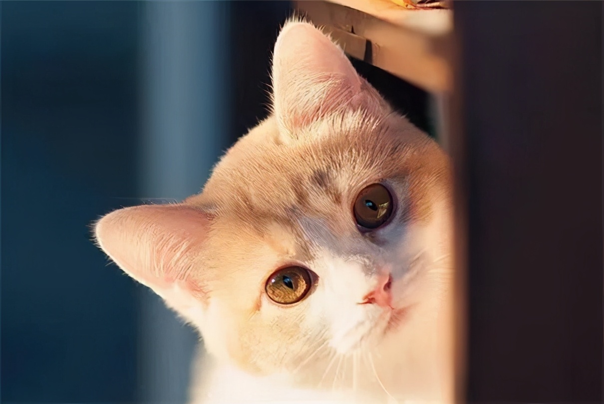 如果古人也有双十一,假如古人也有双十一