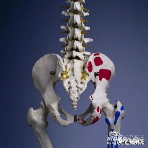 尾骶中正指的是尾闾骨吗,尾闾穴与尾椎是同一个位置