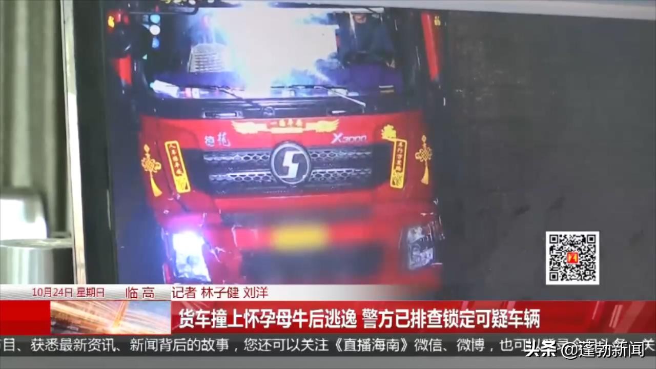 货车撞上怀孕母牛后逃逸警方已排查锁定可疑车辆