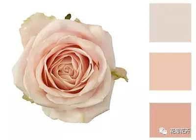 中国玫瑰大家族——雪山玫瑰详解（二）