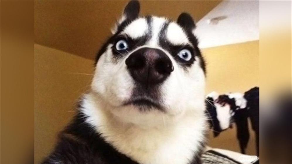 狗狗绝育后还会乱撒尿吗,绝育后狗狗的性格会变吗