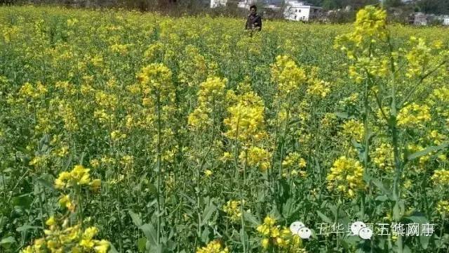 美丽的五华县,五华我可爱的家乡