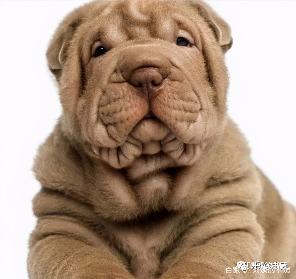 为什么英文中禅叫做“zen”，围棋叫做“go”，茶叫做“tea”？