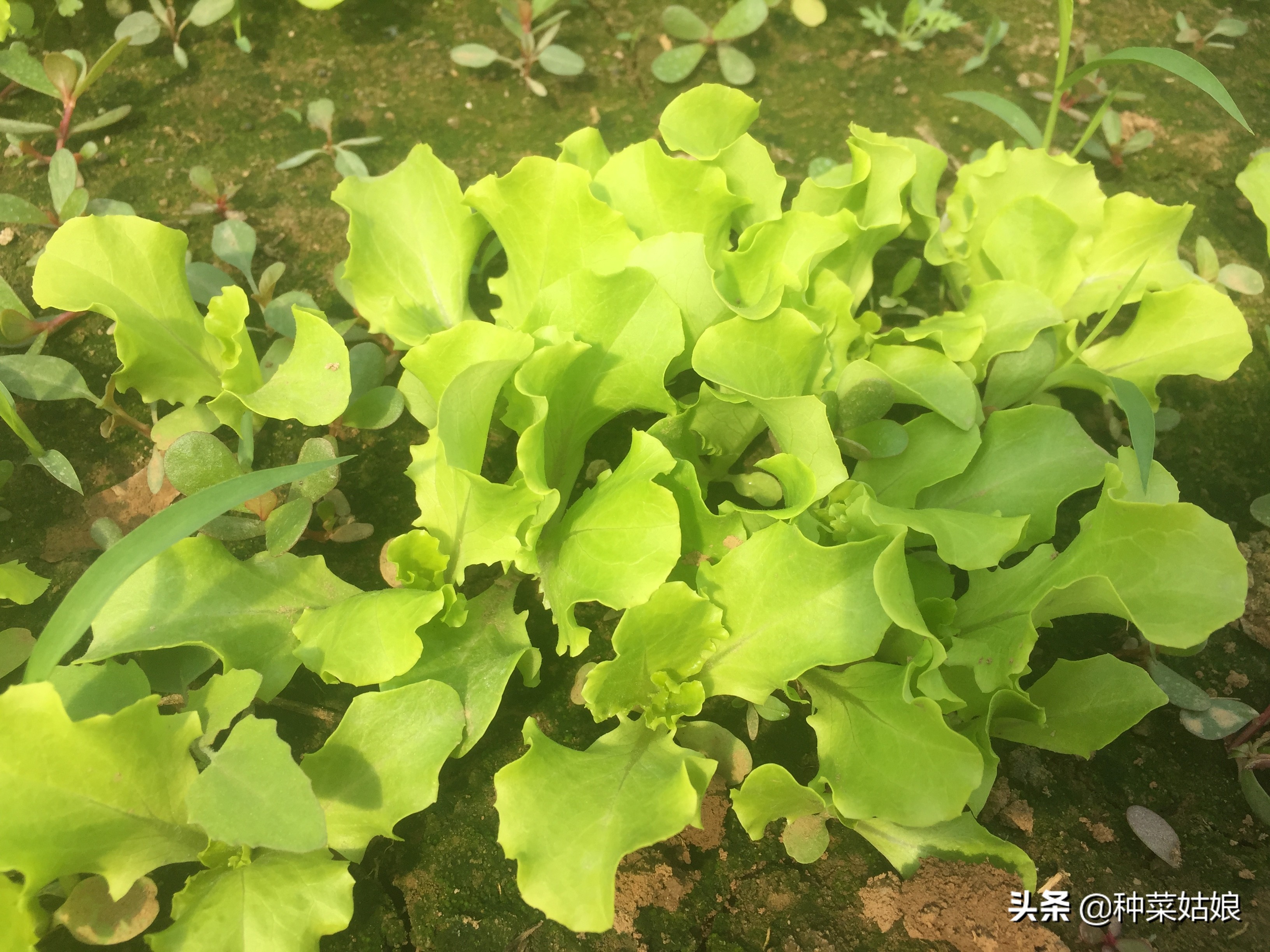 病虫害防治教你一招就能轻松搞定,一招解决各种病虫害