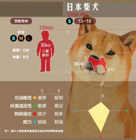 狗狗大讲堂,狗狗们上课去学校