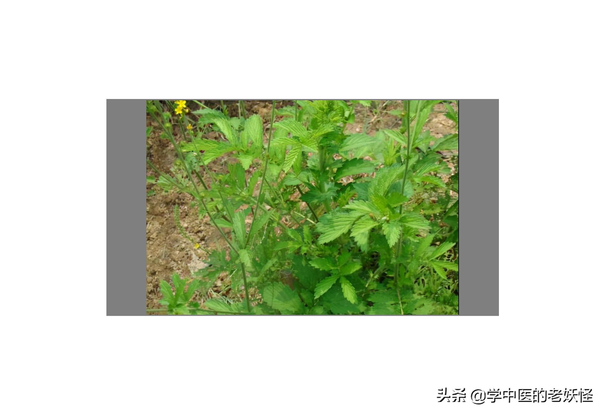 每天学习一味中药远志,中药鹤草芽的服用方法