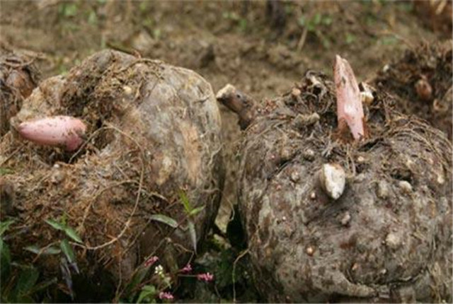 四川珠芽黄魔芋种植高产栽培技术,湖北珠芽黄魔芋种植高产栽培技术