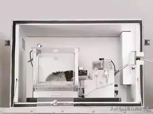 运动促进大脑神经元的激活,运动可以激活大脑神经