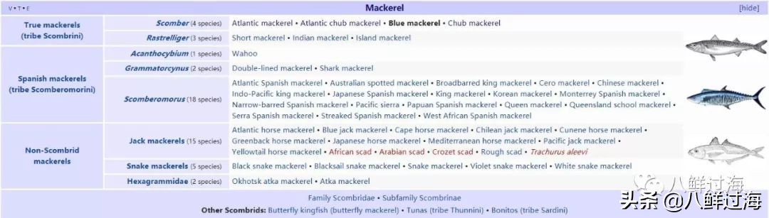 青花鱼跟鲐鲅鱼,青花鱼和鲐鲅鱼的区别