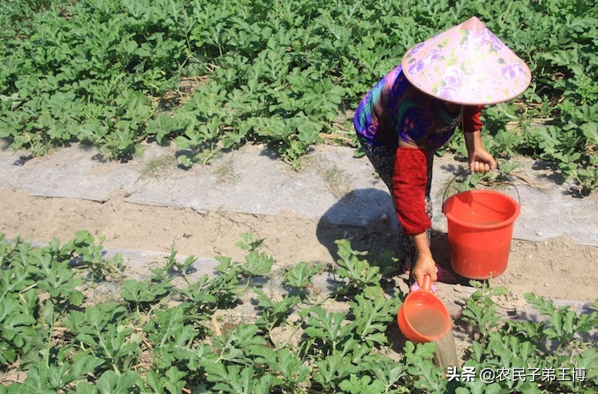 种的西瓜不结果怎么办,西瓜怎么样才能增甜膨果快