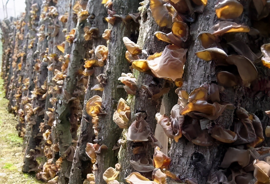 跟着总书记了解内蒙古｜林区工人停伐以后干什么、收入怎么样？