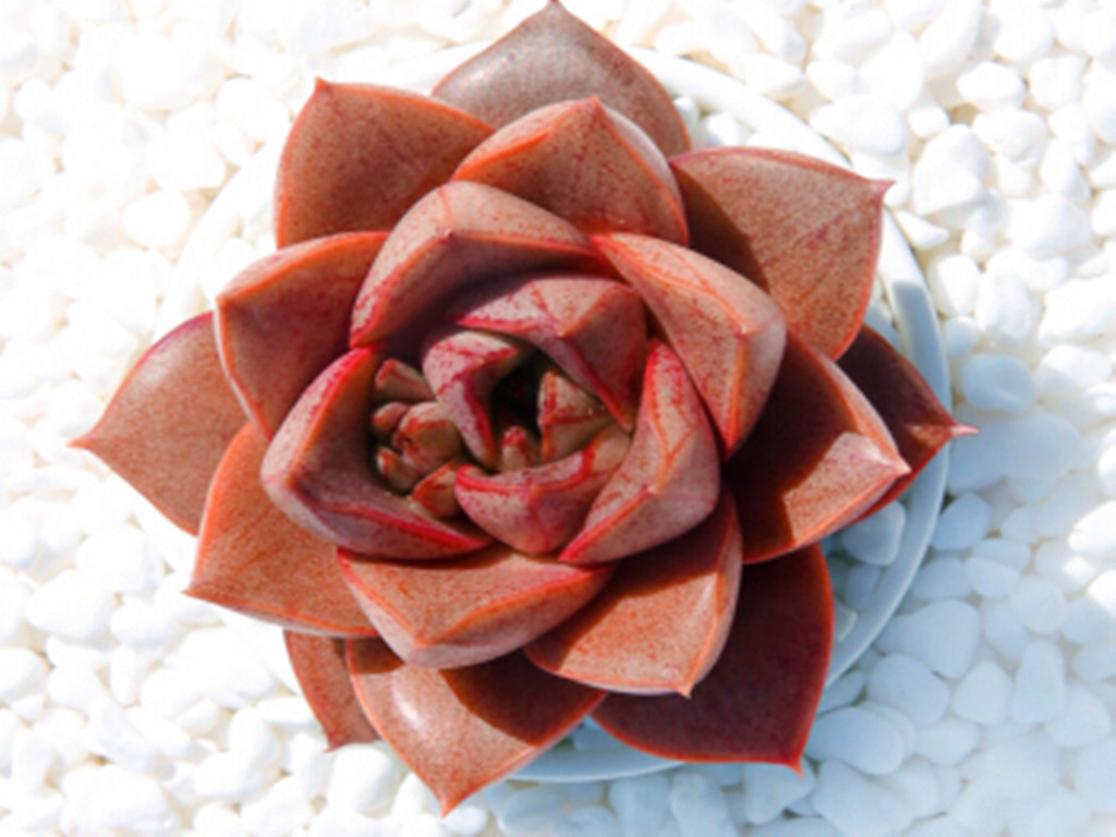 多肉浇水后叶片发软是怎么回事,刚栽的多肉叶片发软怎么办