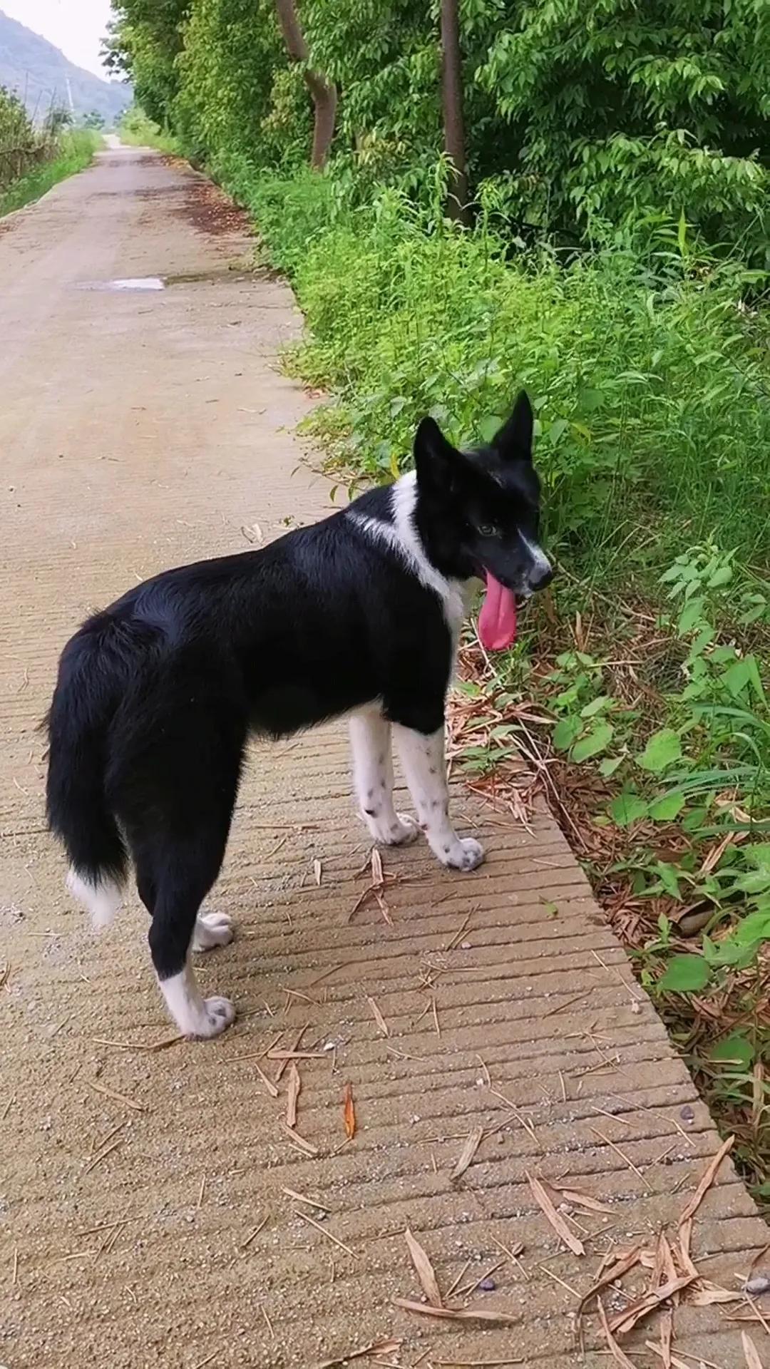 边牧只跟一只狗吵架,为了一只野狗打架