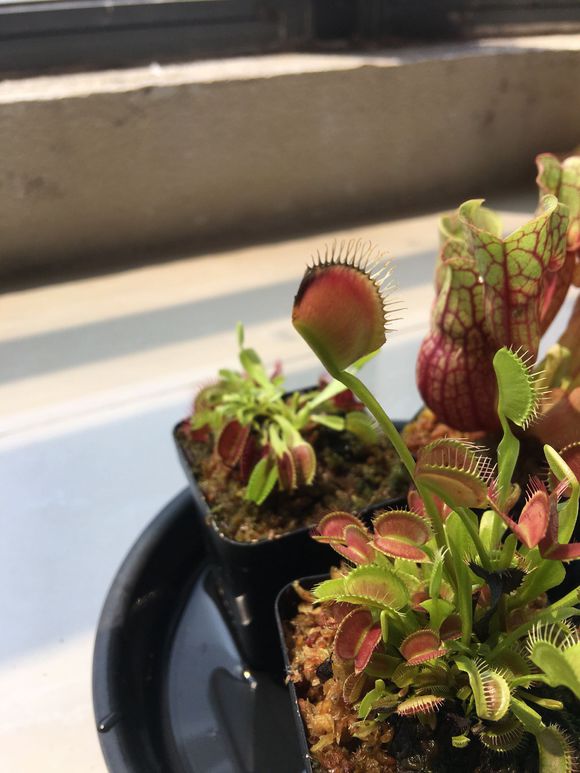 捕蝇草夹子发黑的原因,捕蝇草夹子黑了怎么补救