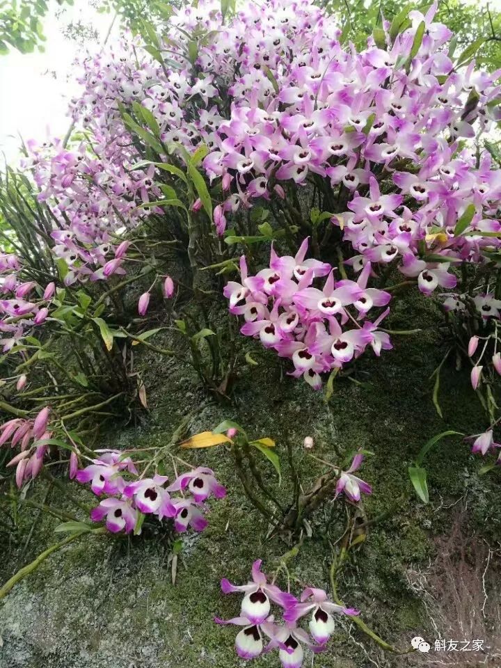 石斛兰对水质的要求你了解多少？