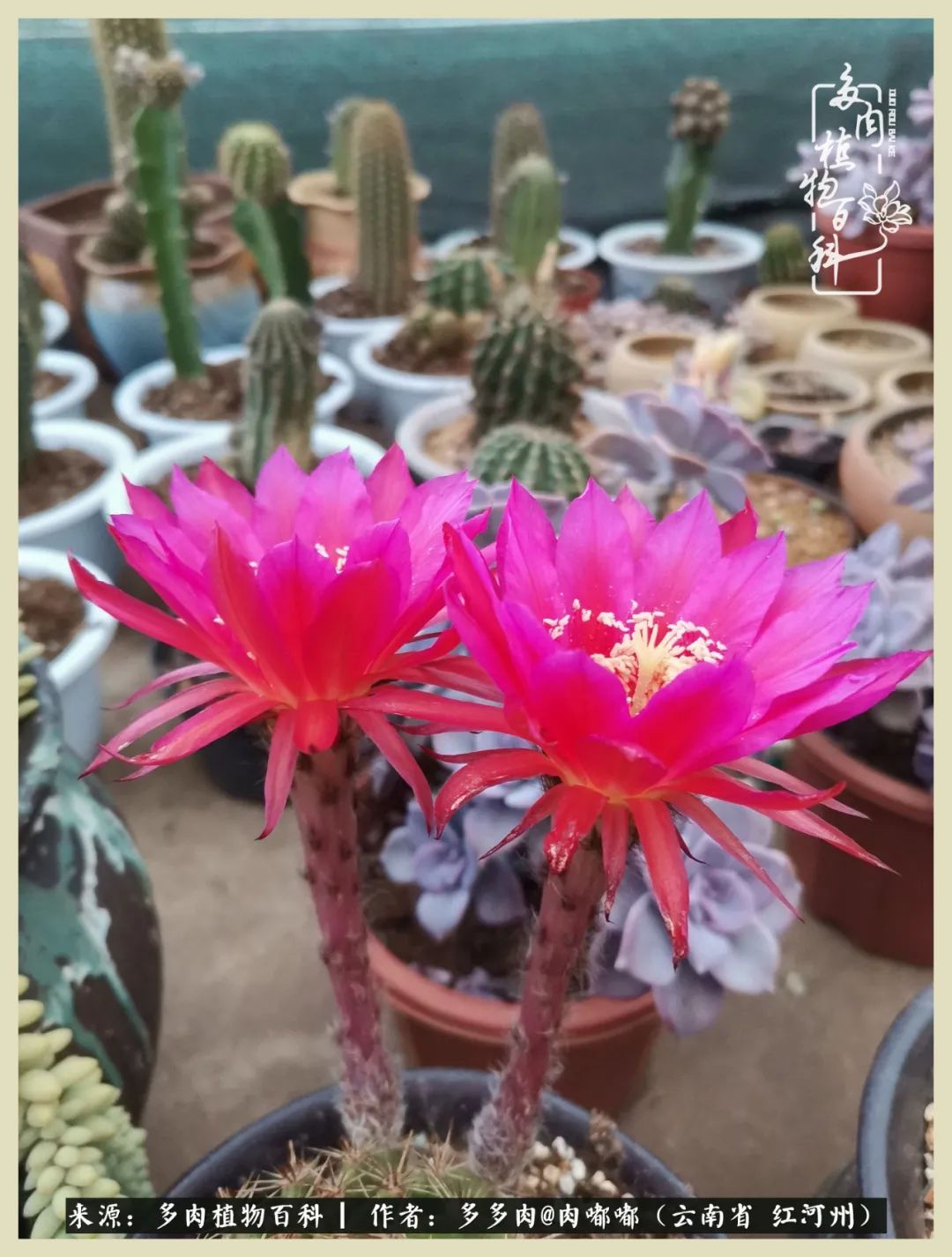 这个春天我们一起去赏花,这个季节我们一起去看花