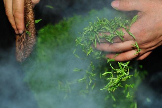 蒙顶黄芽与蒙顶雀舌口感,蒙顶雀舌和蒙顶石花