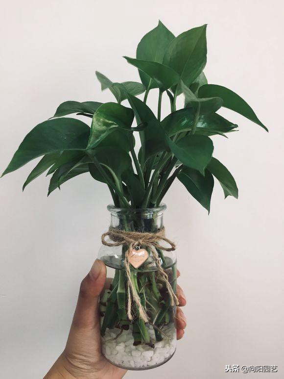 绿萝应该怎么缠绕在柱子上好看,绿萝爬柱子图片