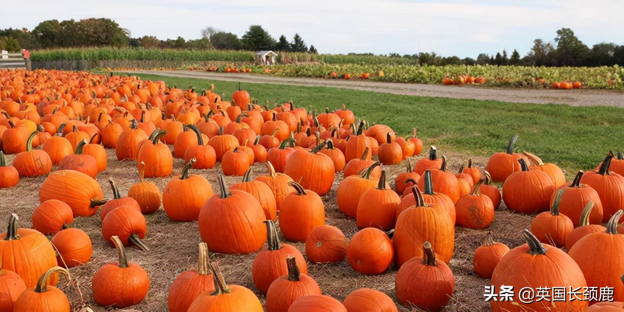 南瓜大作战任务,南瓜大作战活动攻略