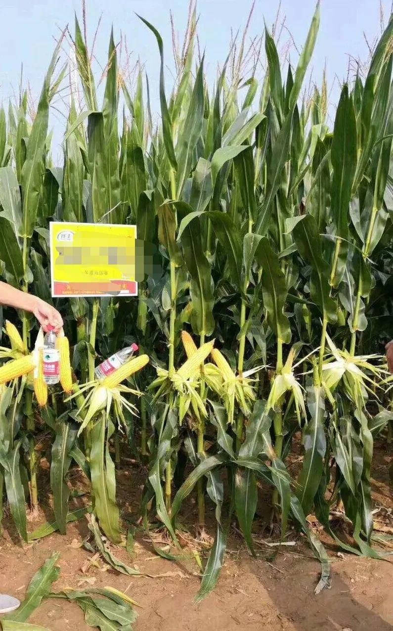 2020年啥时候玉米挂牌,玉米啥时候挂牌