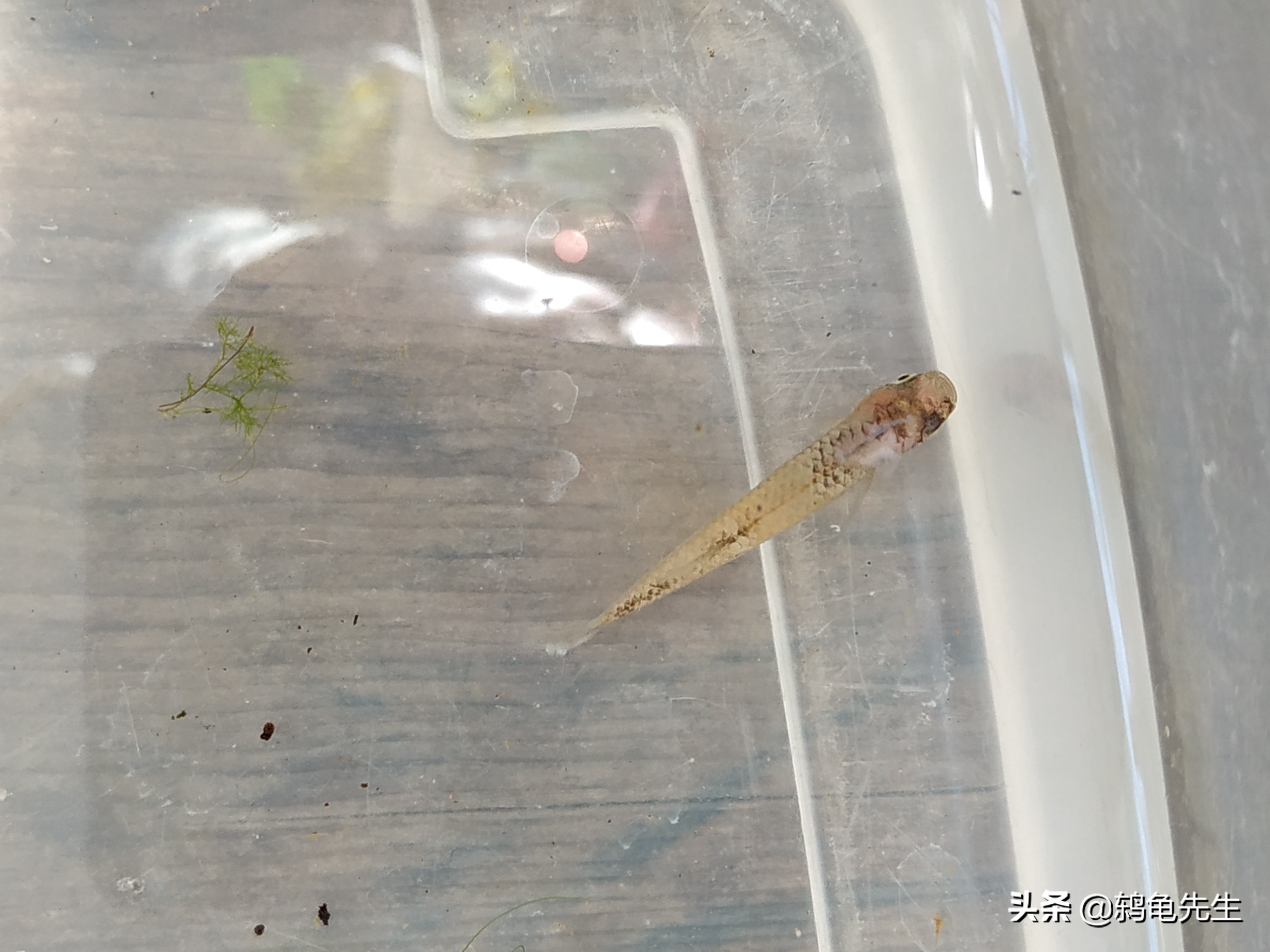 冬天鱼得了水霉病该怎么治疗,观赏鱼水霉病好转脱落白毛