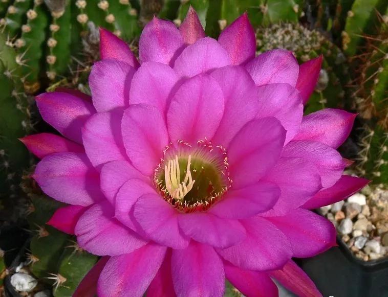 100种仙人球花图片,100种仙人球的品种视频