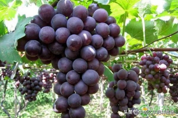 葡萄叶干枯怎么治疗,葡萄叶片焦枯发生原因及防治