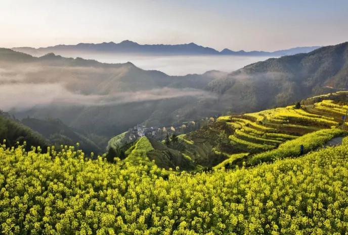 黄山踏青油菜花图片,黄山油菜花景观进入最佳观赏期