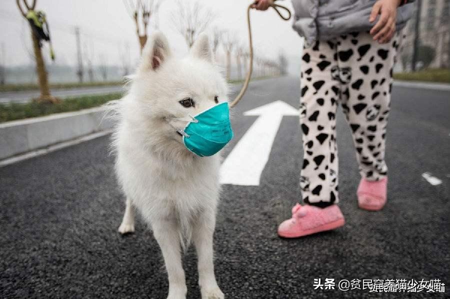 宠物口罩疫情,疫情期间宠物口罩