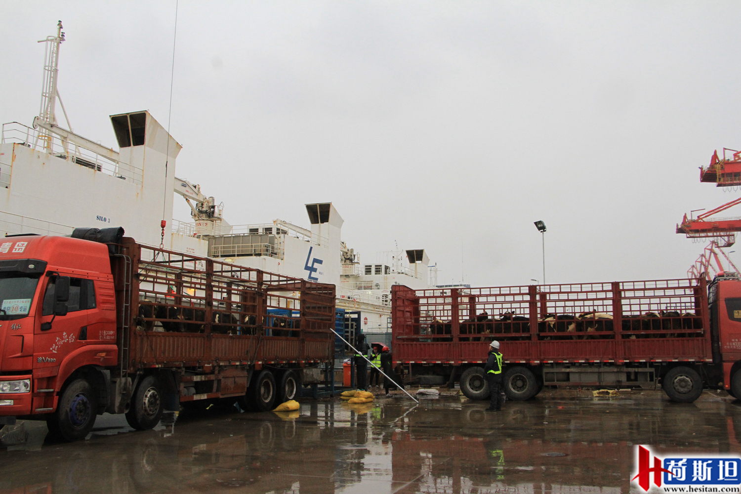 4000头新西兰牛抵达大丰港适合中国消费者的海福特肉牛强势来袭