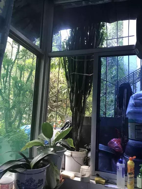 净化空气去甲醛的花是什么花,新房什么花吸甲醛最好最快