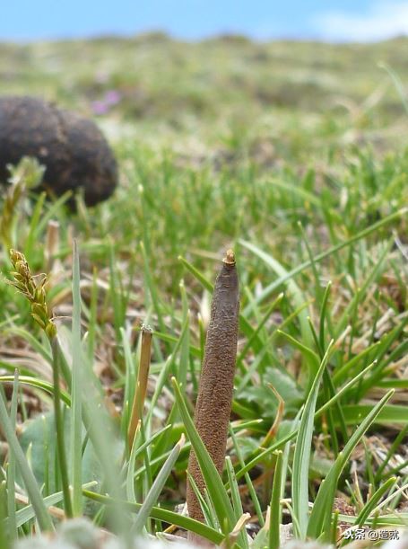 世上最珍贵的竹节虫,世界最珍贵寄生虫