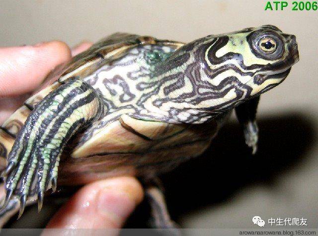 正宗的地图龟,史上最差的地图龟