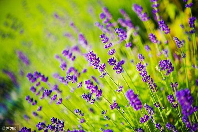 如何利用路边野花拍出复古大片,路边花拍摄技巧