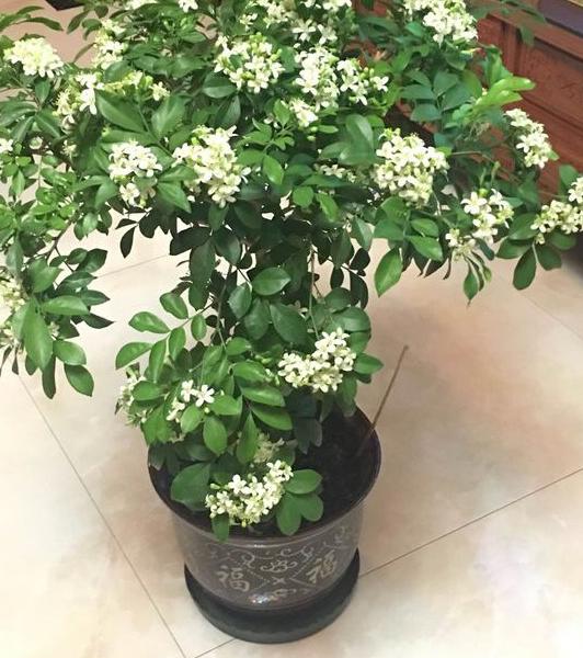 九里香掉叶子烂根怎么解决,九里香盆栽烂根怎么补救