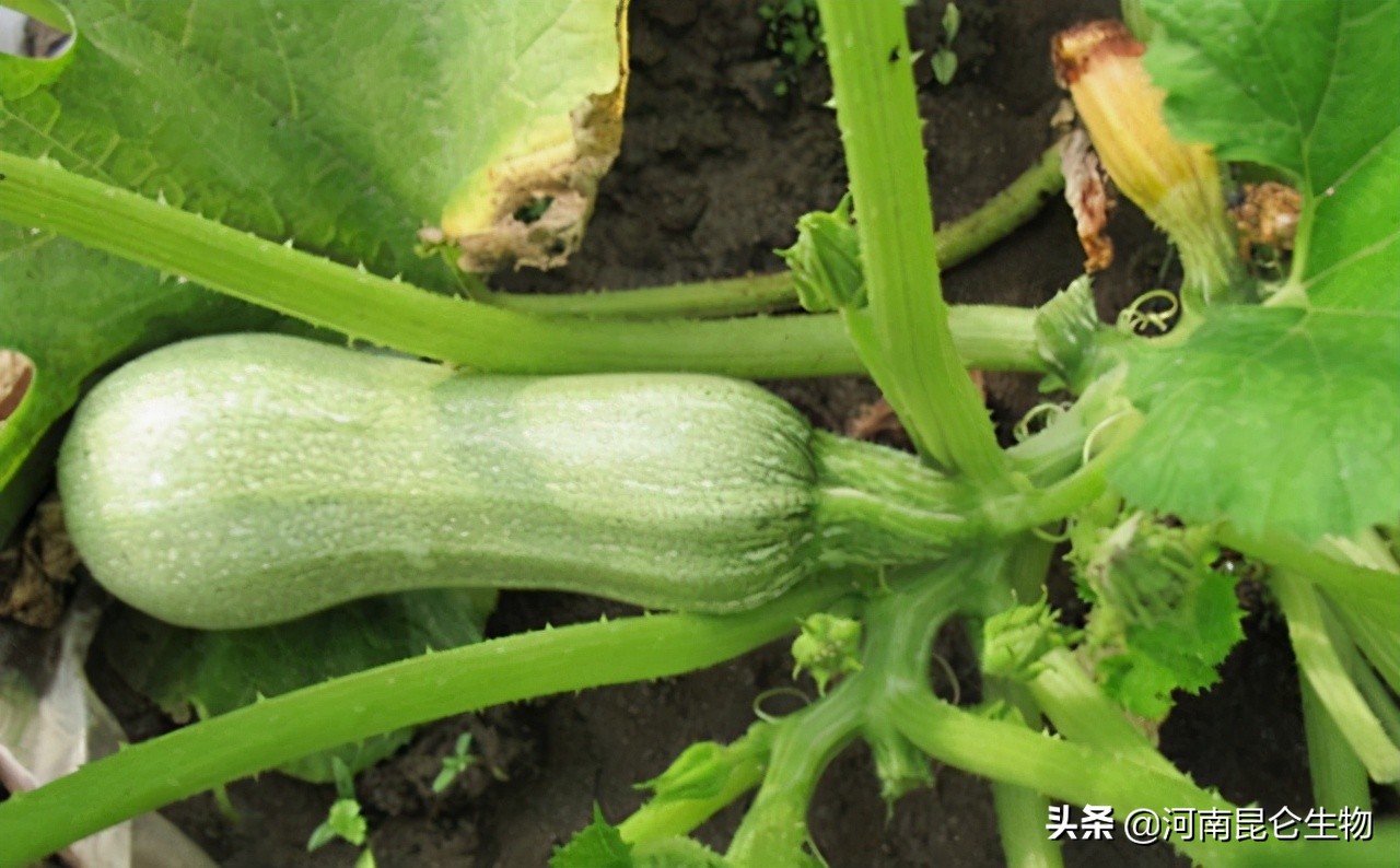 西葫芦老叶发黄怎么救,西葫芦叶子发黄枯萎怎么补救最快