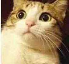 奔驰ceo退休开宝马是真的吗,奔驰ceo退役开宝马