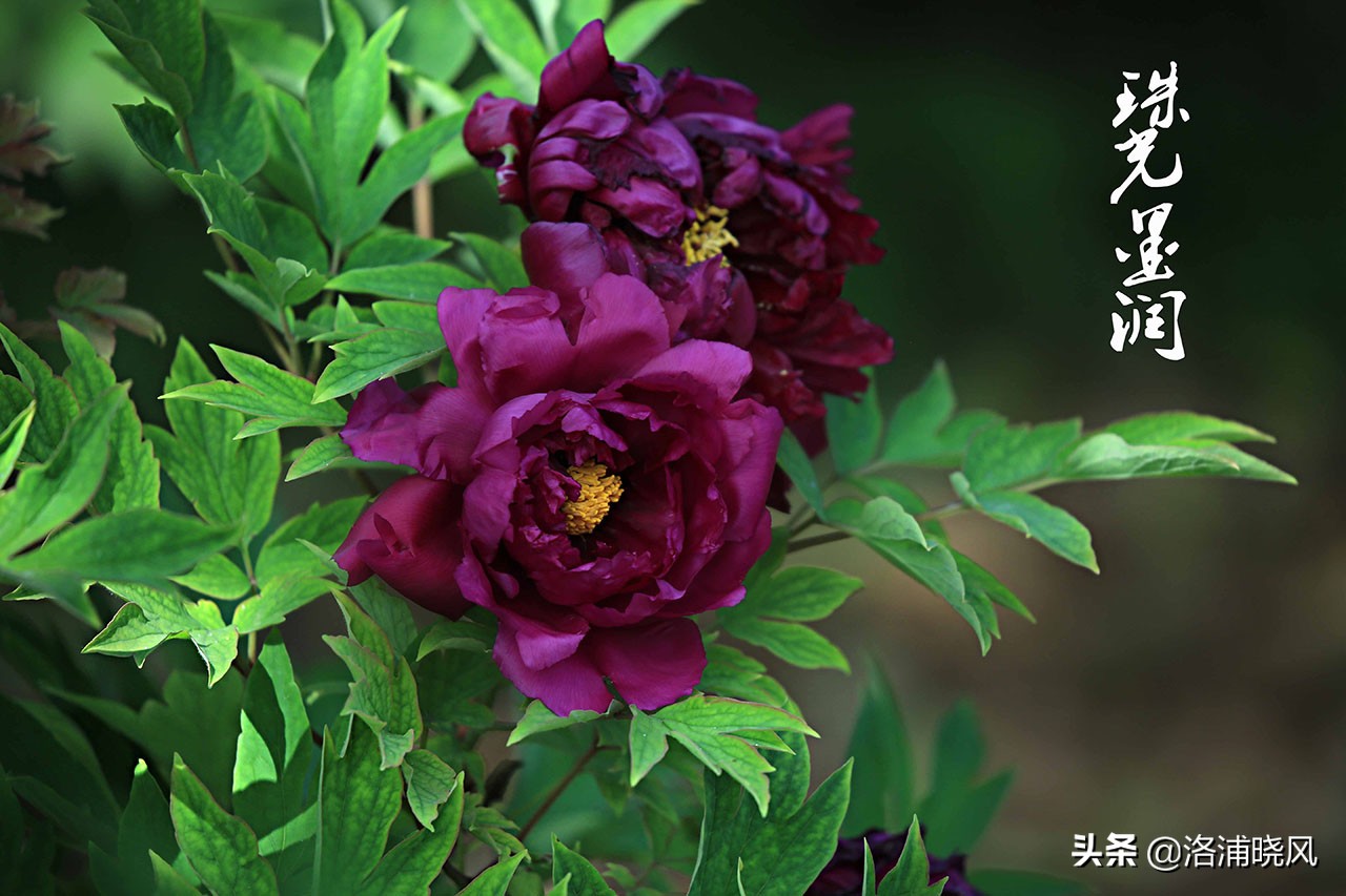 牡丹的名贵品种黑牡丹和绿牡丹,牡丹的稀有品种绿牡丹和黑牡丹