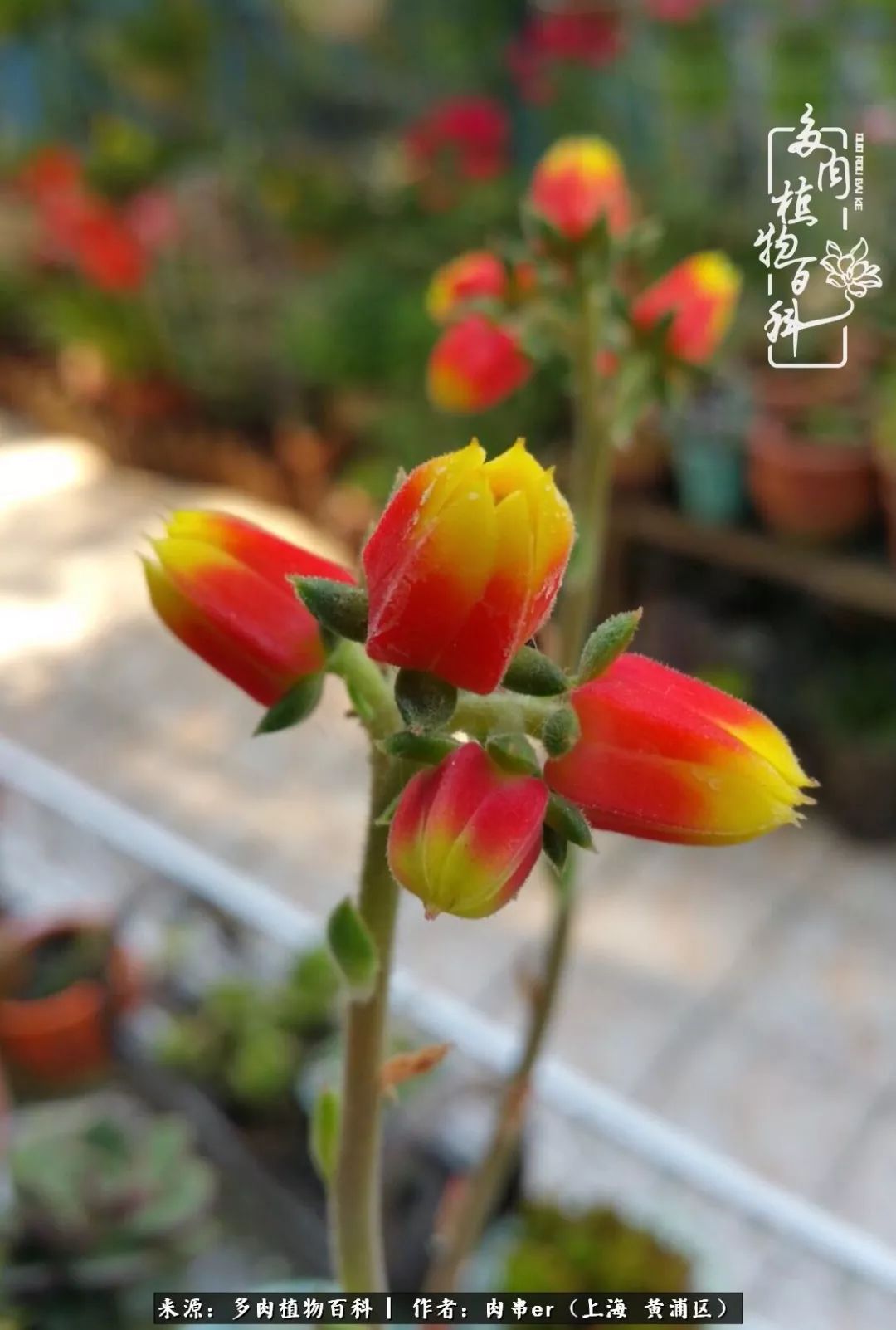 怎么用原相机拍多肉更好看,多肉怎么拍摄好看